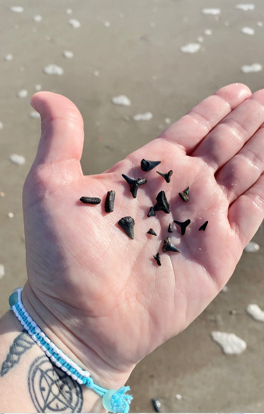 Beachcombing on Amelia Island