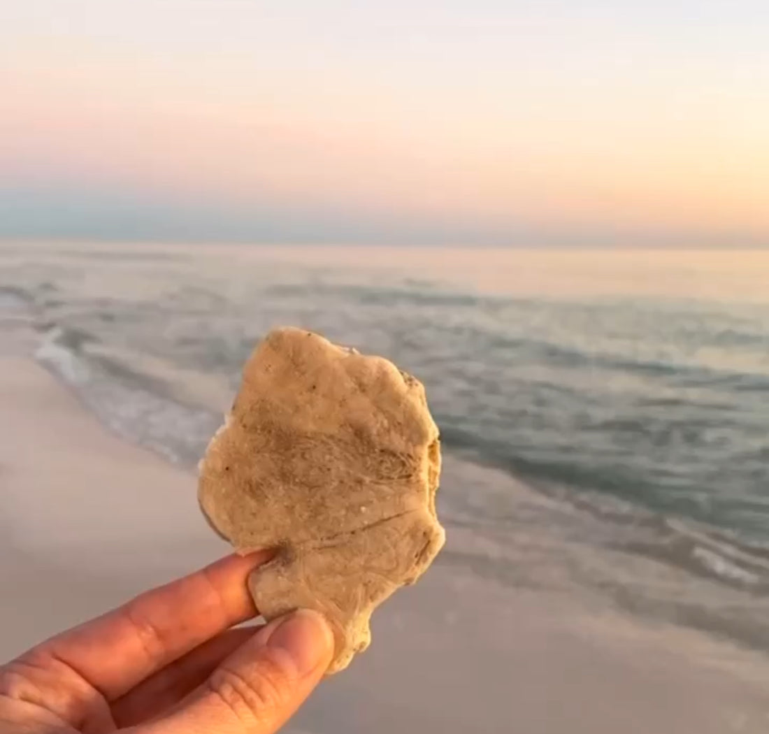 What's your favorite beach treasure?