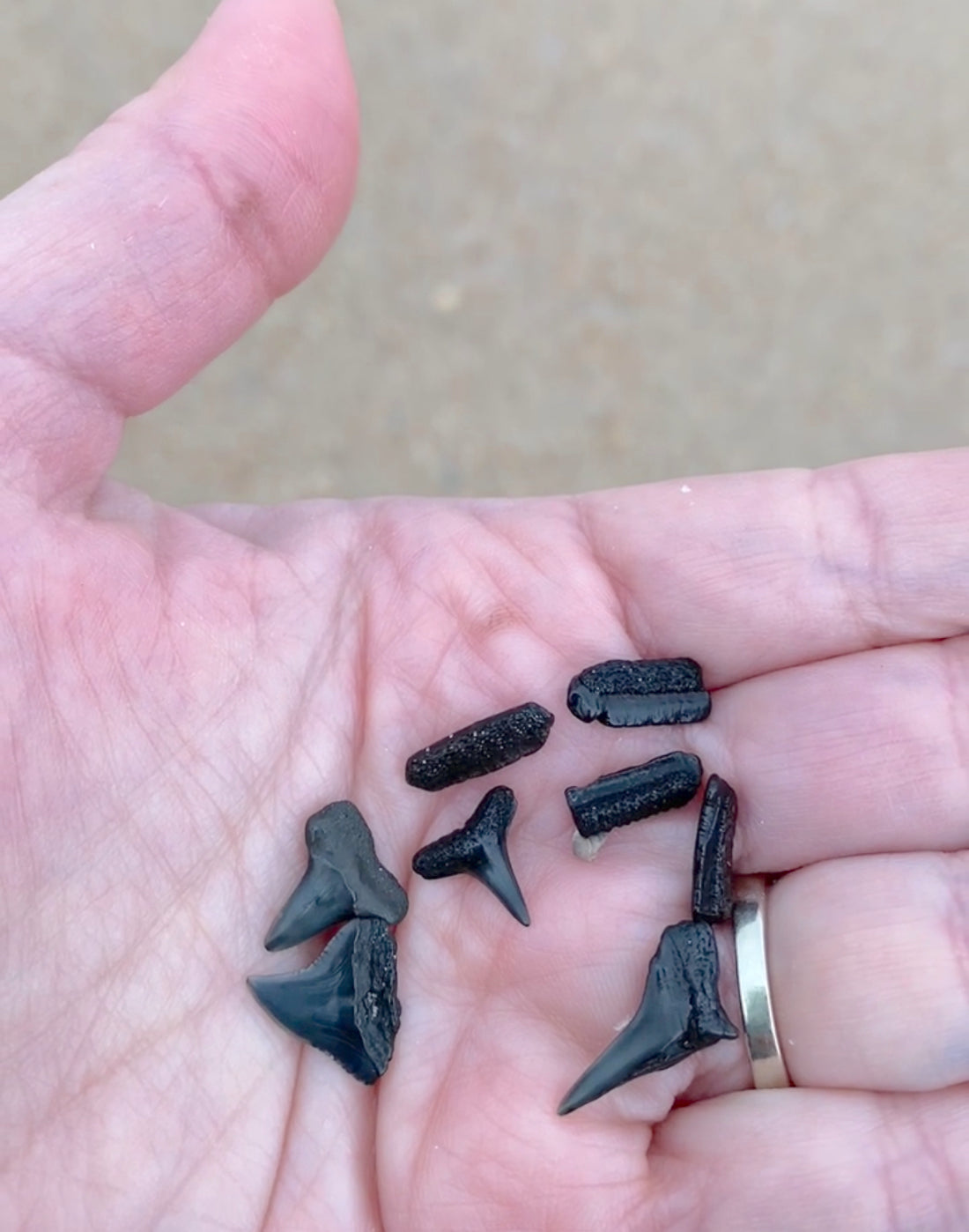 Finding Shark Teeth on Amelia Island